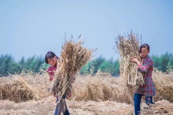 双胞胎姐妹干农活，一家6口3人重病1人去世[多图]